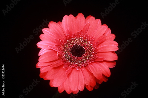 red gerbera flower