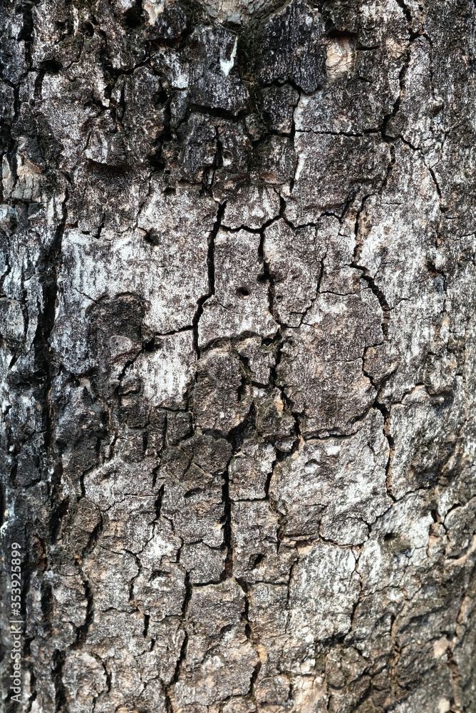 Close up Texture of Tree Trunk in the Park. Close up Texture of Tree Trunk in the Park.