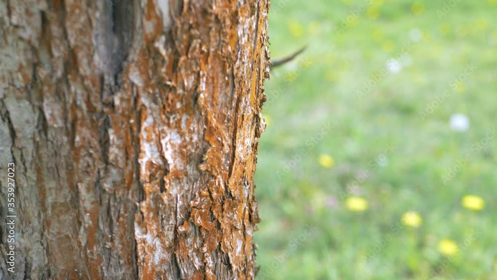 Tree trunk bark and green lawn. Bark of a tree macro. Background.