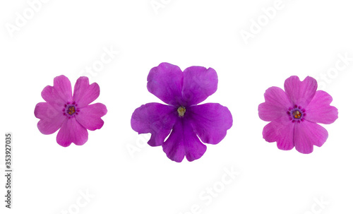 verbena flower isolated