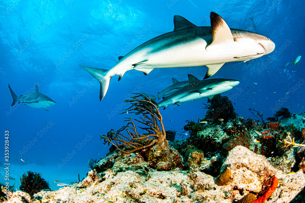 Fototapeta premium Caribbean reef shark at the Bahamas