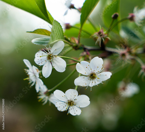 cherry blossoms