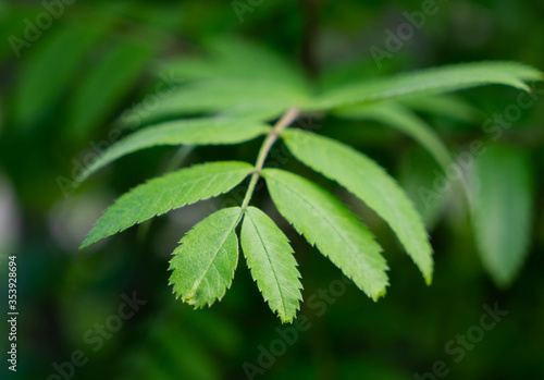 close up of green leaves