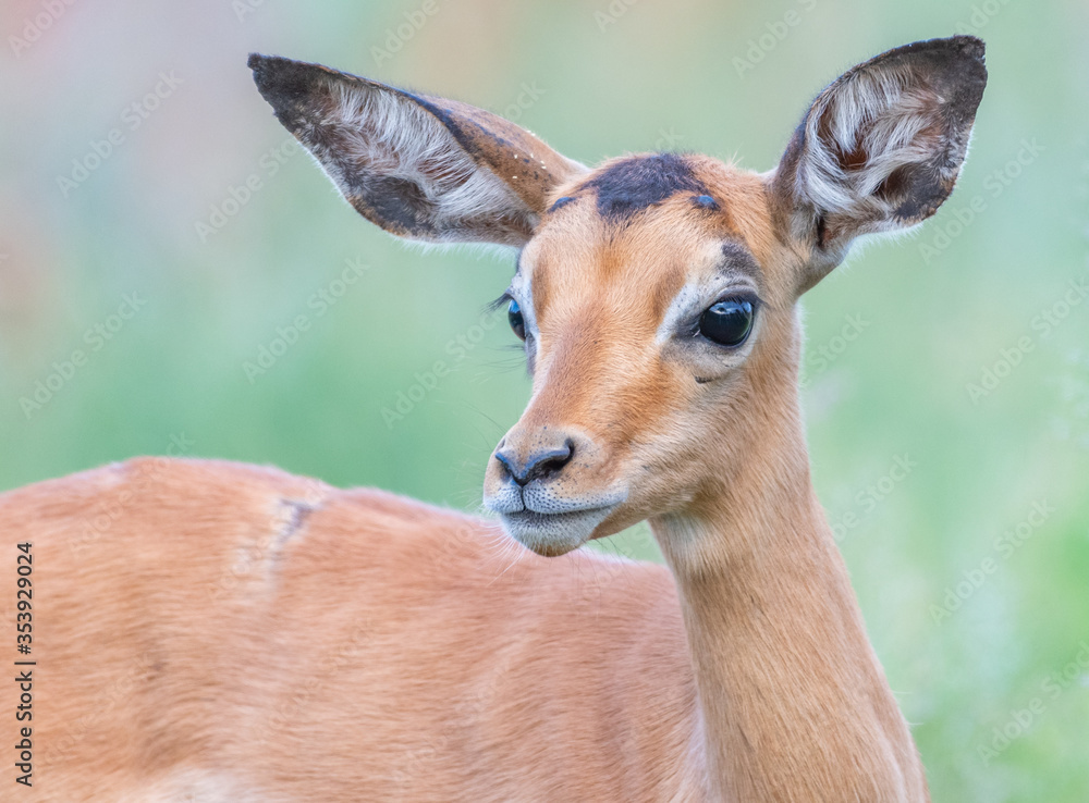Baby Impala in the Kruger National Park South Africa Baby Impala in the Kruger National Park South Africa
