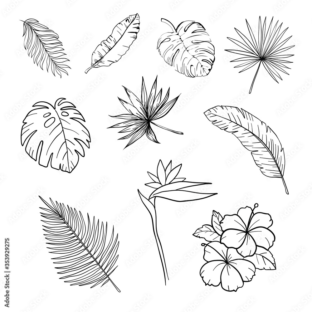 Black and white hand drawn tropical leaves and flowers set isolated vector illustration Black and white hand drawn tropical leaves and flowers set isolated vector illustration