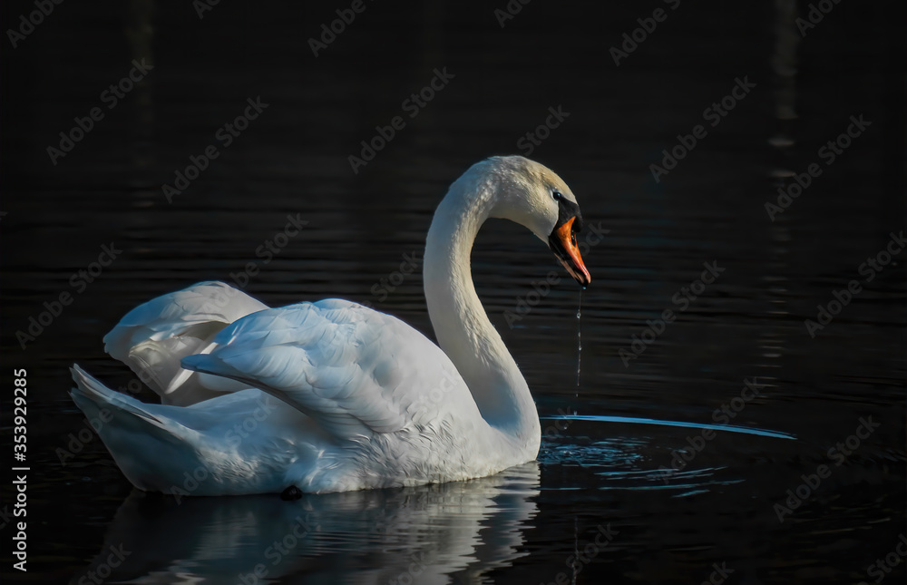 Schwan in der Dämmerung auf dem See Schwan in der Dämmerung auf dem See