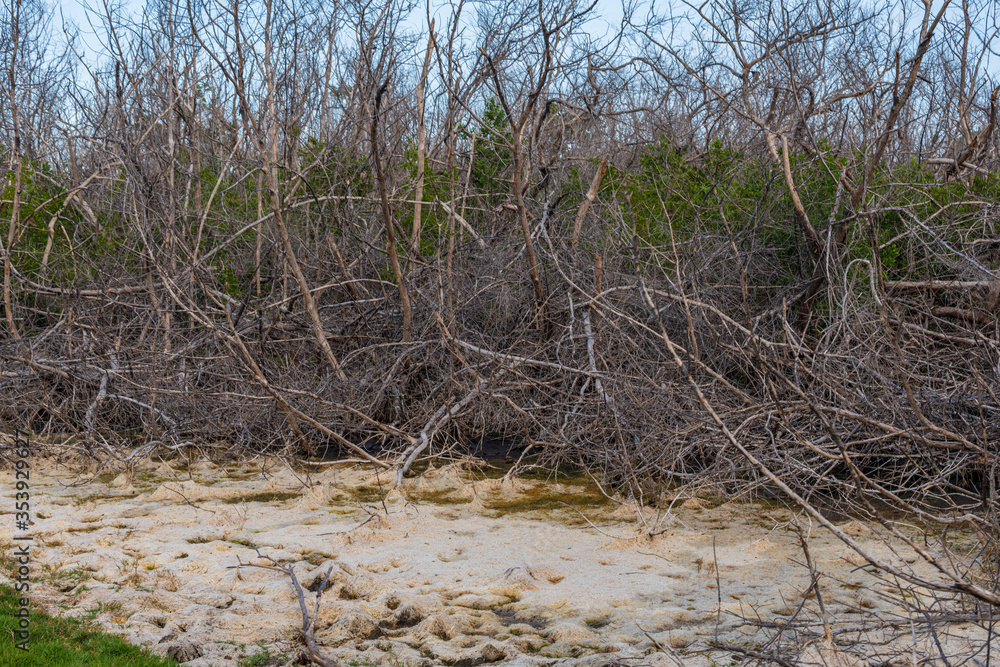 Gros plan sur une mangrove sèche avec des algues et des arbres morts, de l'eau saumâtre et de la végétation sur une colline à l'arrière plan une fin de journée ensoleilée. Gros plan sur une mangrove sèche avec des algues et des arbres morts, de l'eau saumâtre et de la végétation sur une colline à l'arrière plan une fin de journée ensoleilée.