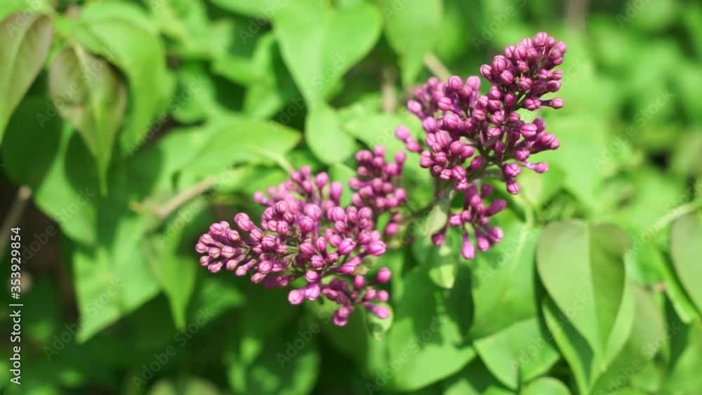 unblown lilac flowers on a windy day unblown lilac flowers on a windy day