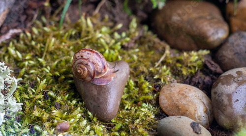 The snail glides over the wet texture of the stone.Pink snail with light brown striped shell