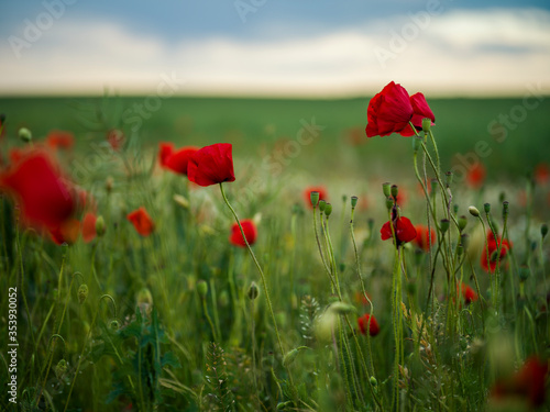 red poppy field