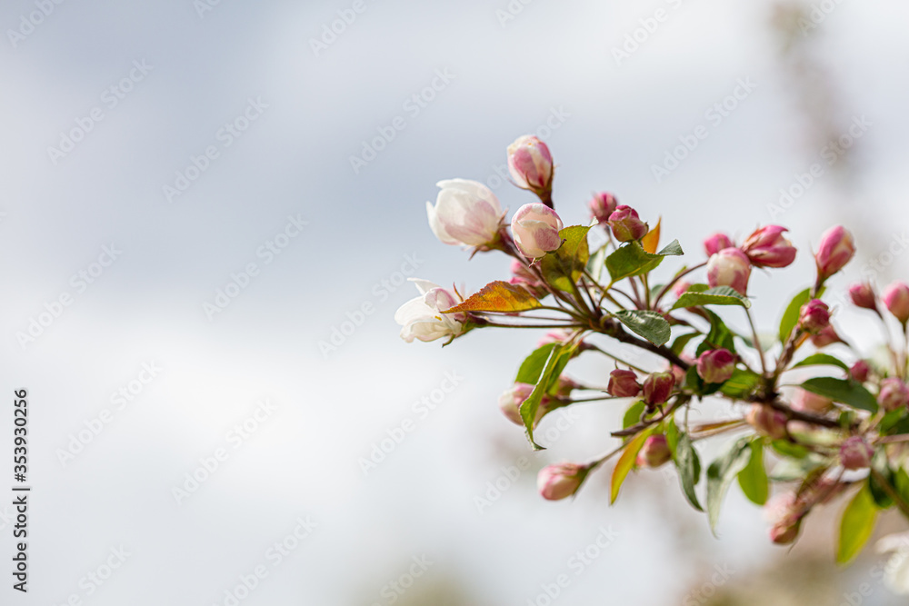 Beautiful flowers of apple tree on a sunny day. Beautiful flowers of apple tree on a sunny day.