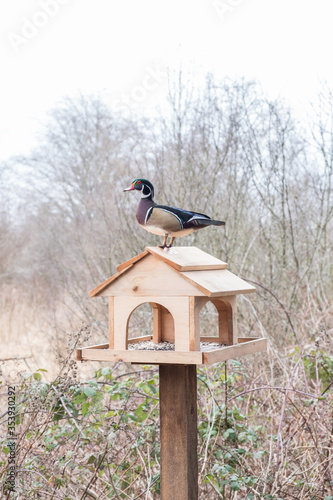 Male wood duck on a bird house