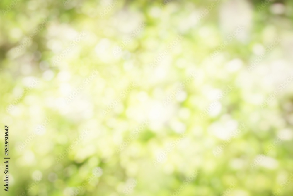 Obraz premium Blurred Nature Green Bokeh Background.