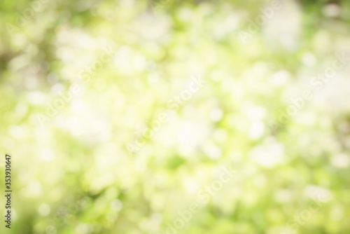 Blurred Nature Green Bokeh Background.