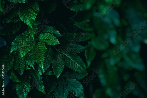 Close up Leaves with Bokeh Background with Space for Text.