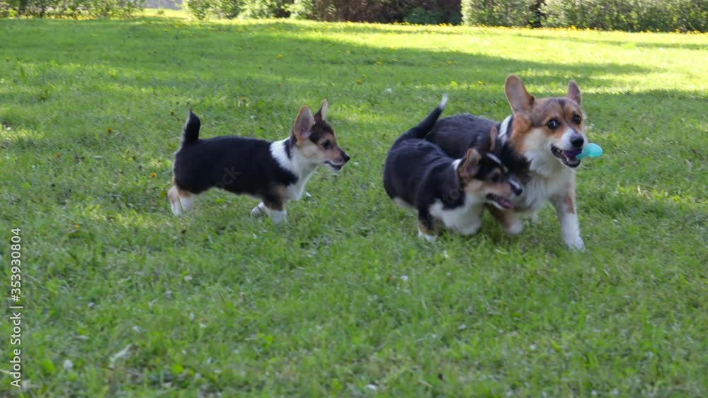 Corgi puppies with their mother on a walk at sunset Corgi puppies with their mother on a walk at sunset