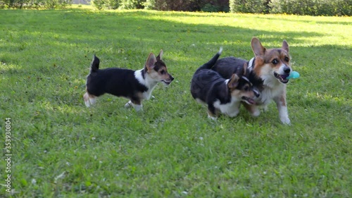 Corgi puppies with their mother on a walk at sunset