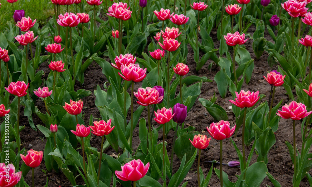 City flower bed with beautiful large pink tulips. Outdoor