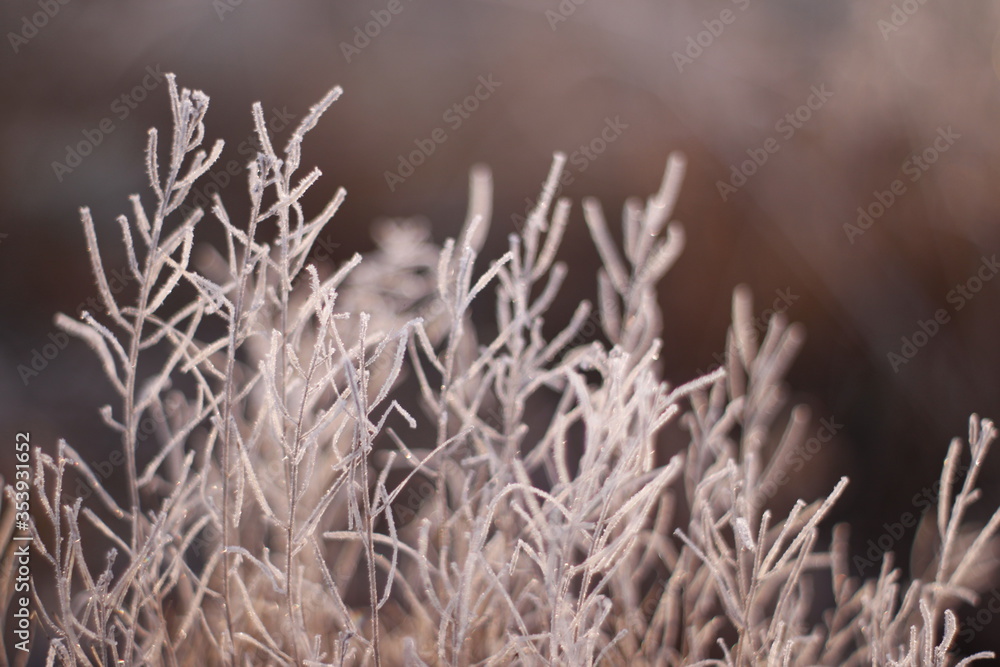 Fototapeta premium Frosty grass shot close up