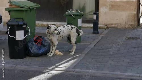 Homeless hungry dog rummaging in a garbage searching for food. Abandoned street animal concept.