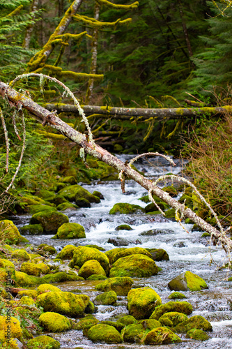 Washington stream