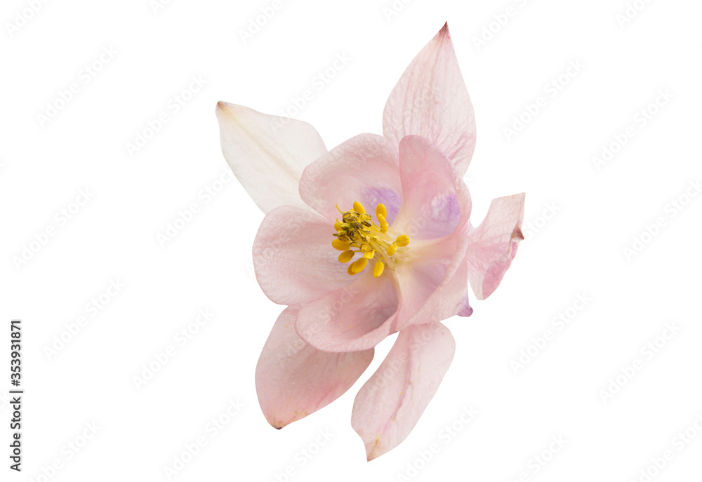 Naklejka premium aquilegia flower isolated