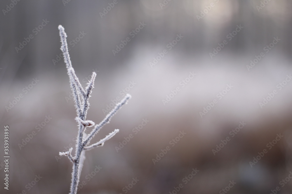 Frozen flora macro shot