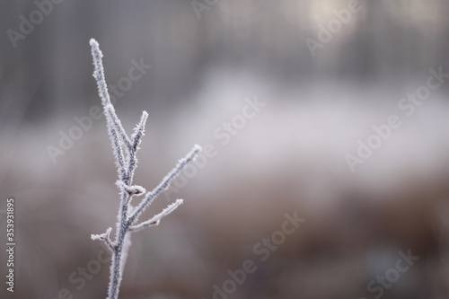 Frozen flora macro shot © Ruchacz