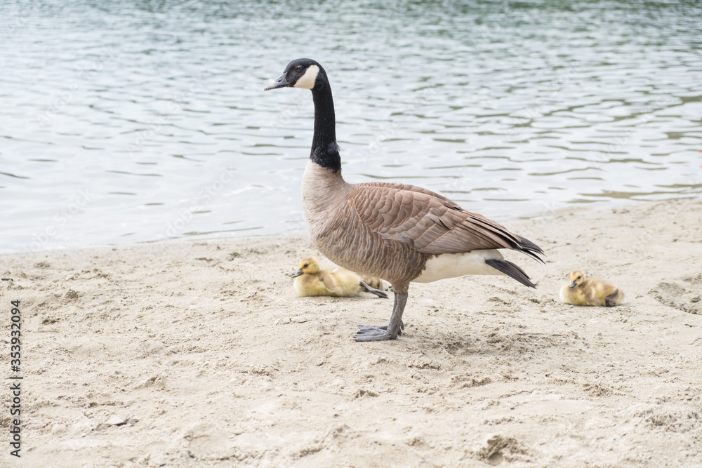 Canada goose with goslings at the beach Canada goose with goslings at the beach