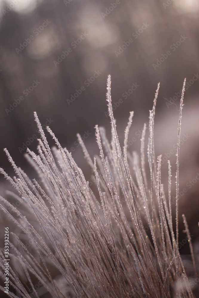 Fototapeta premium Frozen flora macro shot