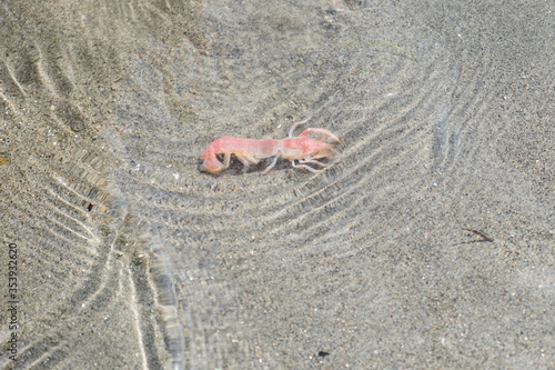 Mud shrimp in the water