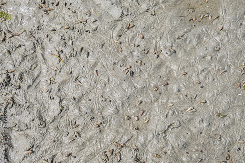Marine snails on Centennial beach mudflats