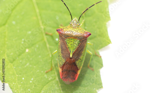 Detailed macro photography of a Hawthorn Shieldbug (Acanthosoma haemorrhoidale ) sitting on a leave on a white isolated background photo