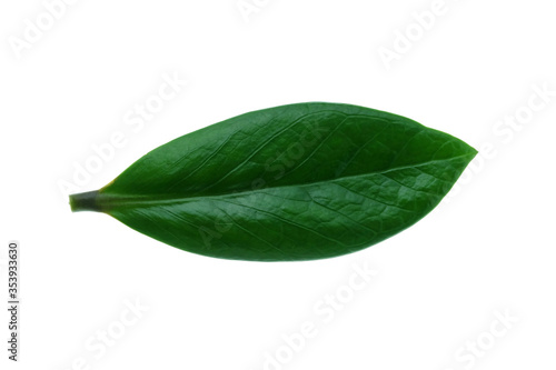 Green Leaf Isolated on White Background.
