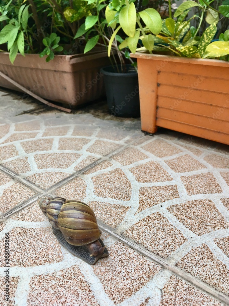 A giant snail is often seen after new rain. Classified as invertebrates