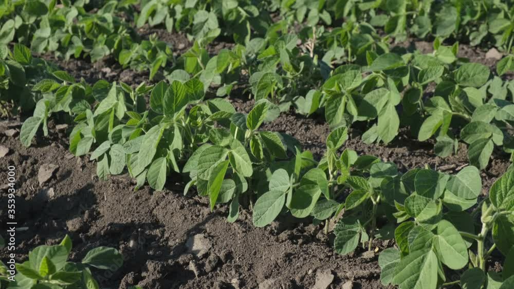 Agriculture, green cultivated soybean plants in field with wind blowing, spring time Agriculture, green cultivated soybean plants in field with wind blowing, spring time