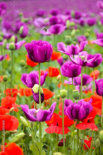 field of poppy © Ilia K