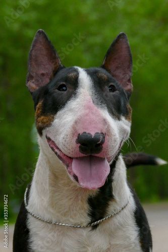 A close up portrait of young happy bull terrier dog