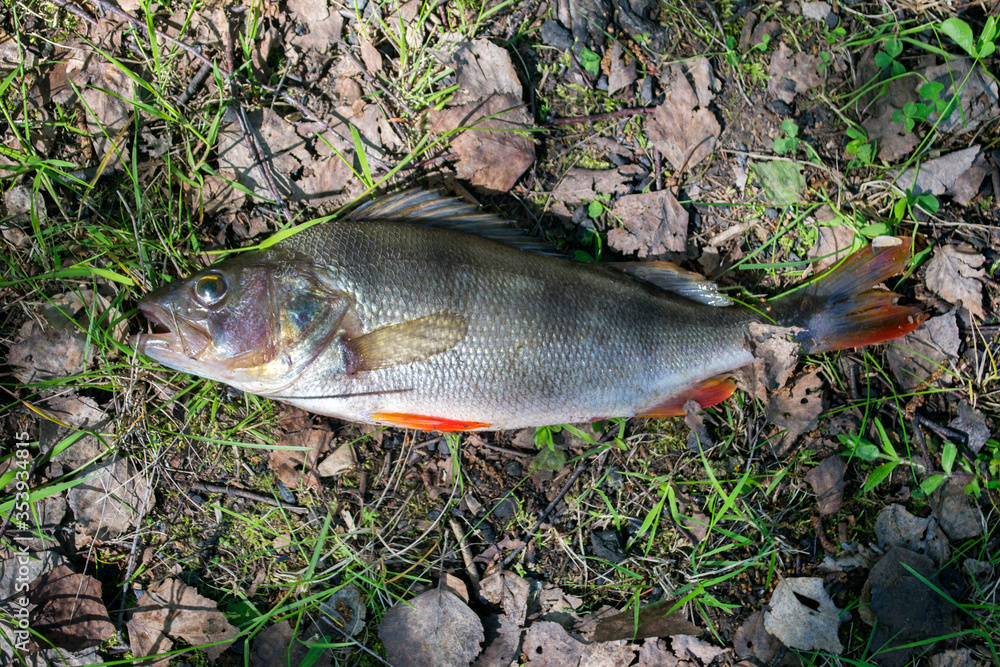 perch  fish on the ground