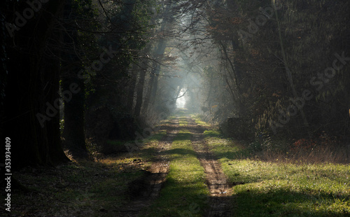 Camino solitario y agreste en atardecer soleado photo