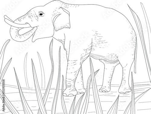 Fototapeta Naklejka Na Ścianę i Meble -  vector illustration, elephant drawn by hand, sketch. Animals in nature