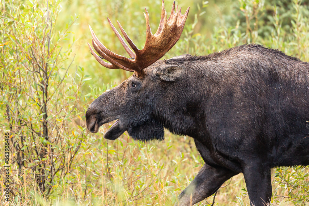 Moose at Gros Ventre campground Jackson Hole. Moose at Gros Ventre campground Jackson Hole.