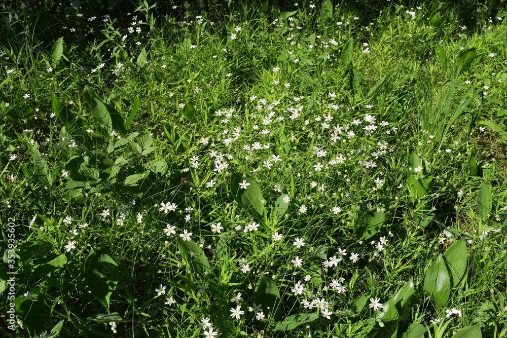 green grass background green grass background