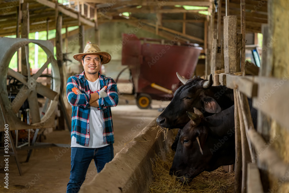 Happy smiling farmer with herd of cows in cowshed on farm,Farmer feeding beef cattle in farm,Agriculture industry,Farming. Happy smiling farmer with herd of cows in cowshed on farm,Farmer feeding beef cattle in farm,Agriculture industry,Farming.
