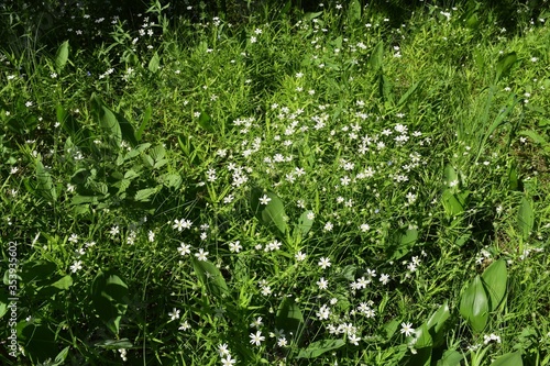 green grass background