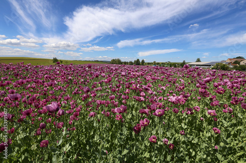 Wallpaper Mural Field of red violett Poppy Flowers in Summer Torontodigital.ca