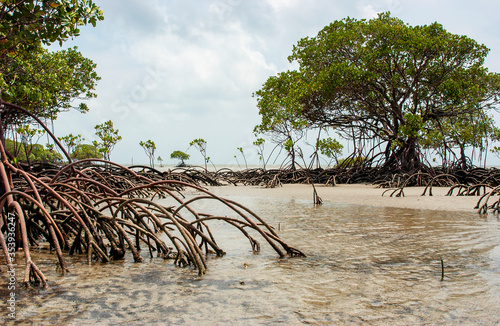 Mangroves at Cape Tribulation in Daintree national park, Australia