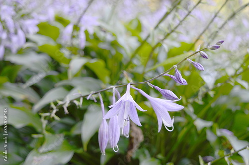 Closeup Hosta sieboldiana known as Funkia with blurred background in garden photo