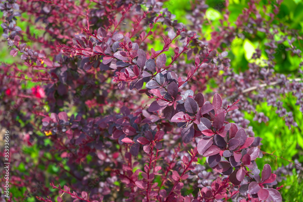 Beautiful bright pink and purple leaves on the branches of the shrub of the barberry plant in spring.Photo.Landscape. Beautiful bright pink and purple leaves on the branches of the shrub of the barberry plant in spring.Photo.Landscape.