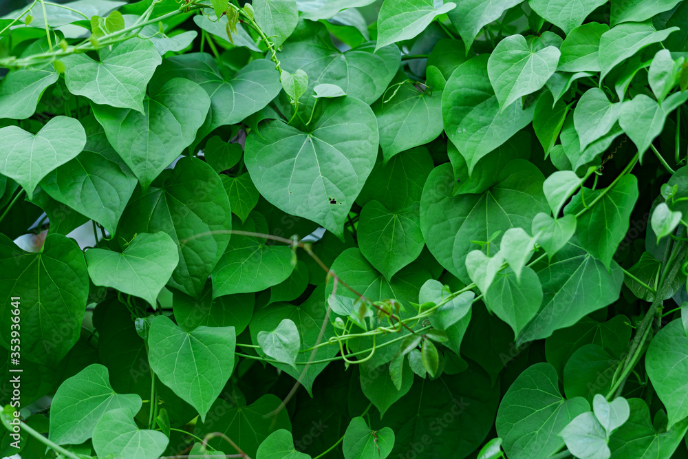 Photos of green bushes on leaky walls Photos of green bushes on leaky walls